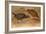 Weka Rail (Ocydromus Australis), C.1851-76-Joseph Wolf-Framed Giclee Print