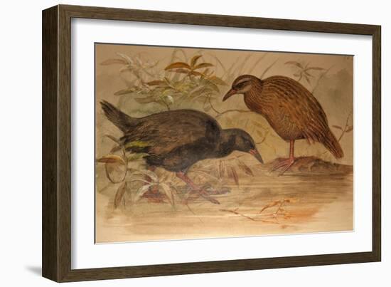 Weka Rail (Ocydromus Australis), C.1851-76-Joseph Wolf-Framed Giclee Print