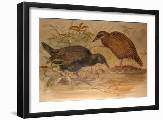 Weka Rail (Ocydromus Australis), C.1851-76-Joseph Wolf-Framed Giclee Print