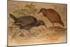 Weka Rail (Ocydromus Australis), C.1851-76-Joseph Wolf-Mounted Giclee Print