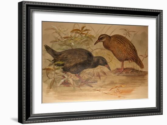 Weka Rail (Ocydromus Australis), C.1851-76-Joseph Wolf-Framed Giclee Print