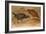 Weka Rail (Ocydromus Australis), C.1851-76-Joseph Wolf-Framed Giclee Print