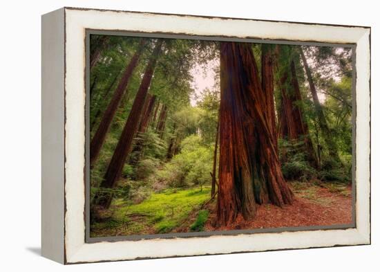 Welcome to Muir Woods 4-Vincent James-Framed Premier Image Canvas