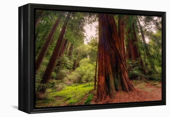 Welcome to Muir Woods 4-Vincent James-Framed Premier Image Canvas