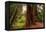 Welcome to Muir Woods 4-Vincent James-Framed Premier Image Canvas