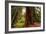 Welcome to Muir Woods 4-Vincent James-Framed Photographic Print