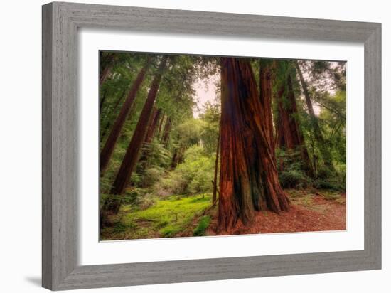 Welcome to Muir Woods 4-Vincent James-Framed Photographic Print