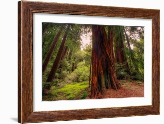 Welcome to Muir Woods 4-Vincent James-Framed Photographic Print