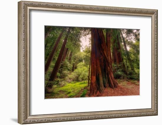 Welcome to Muir Woods 4-Vincent James-Framed Photographic Print