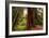 Welcome to Muir Woods 4-Vincent James-Framed Photographic Print