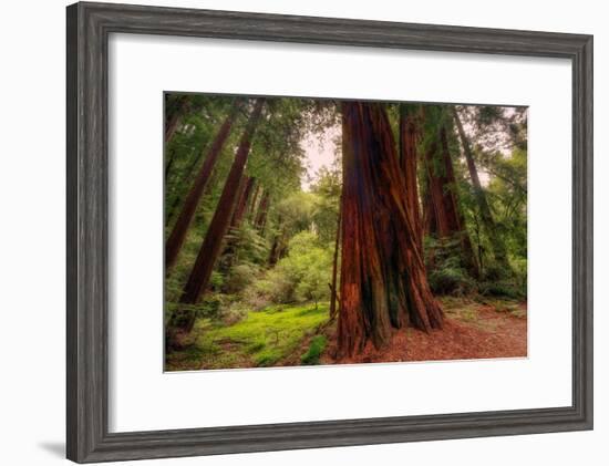 Welcome to Muir Woods 4-Vincent James-Framed Photographic Print