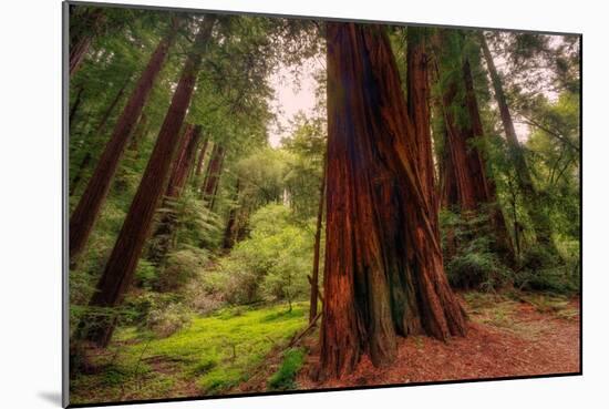 Welcome to Muir Woods 4-Vincent James-Mounted Photographic Print