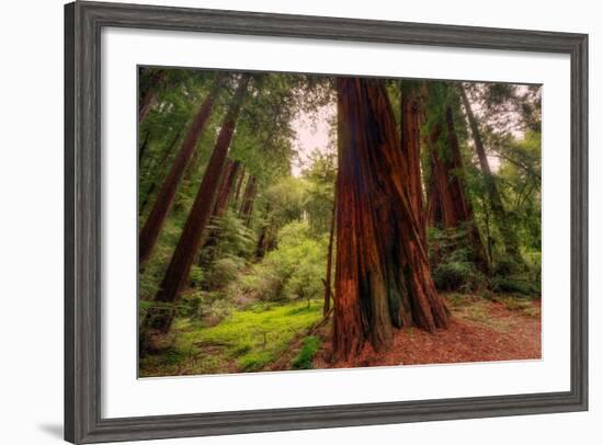 Welcome to Muir Woods 4-Vincent James-Framed Photographic Print