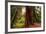 Welcome to Muir Woods 4-Vincent James-Framed Photographic Print