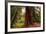 Welcome to Muir Woods 4-Vincent James-Framed Photographic Print