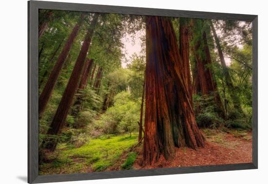 Welcome to Muir Woods 4-Vincent James-Framed Premium Photographic Print