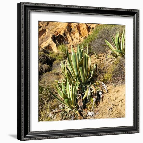 Welcome to Portugal Square Collection - Wild Agaves-Philippe Hugonnard-Framed Photographic Print