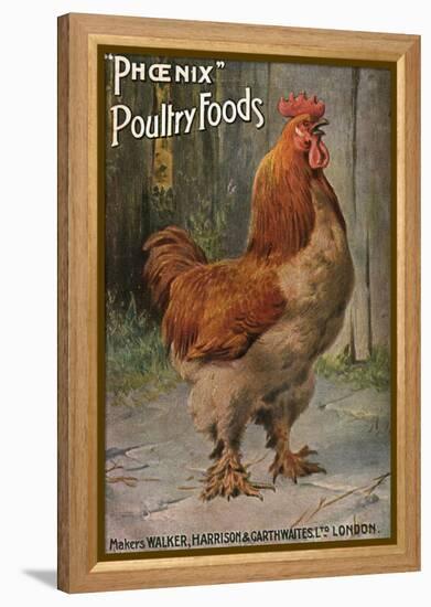 Well-Fed Cock-null-Framed Stretched Canvas