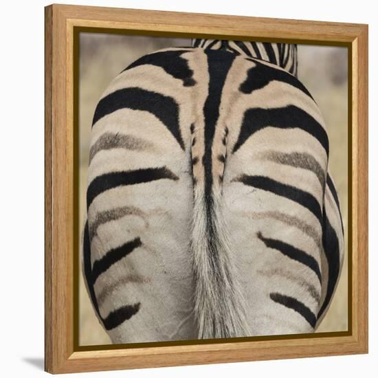 Well-groomed butt end of a Burchell's Zebra, Etosha National Park, Namibia.-Brenda Tharp-Framed Premier Image Canvas