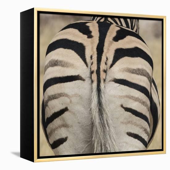 Well-groomed butt end of a Burchell's Zebra, Etosha National Park, Namibia.-Brenda Tharp-Framed Premier Image Canvas