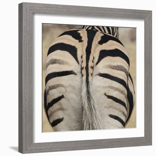 Well-groomed butt end of a Burchell's Zebra, Etosha National Park, Namibia.-Brenda Tharp-Framed Photographic Print