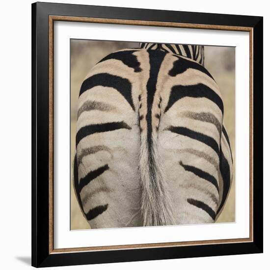 Well-groomed butt end of a Burchell's Zebra, Etosha National Park, Namibia.-Brenda Tharp-Framed Photographic Print