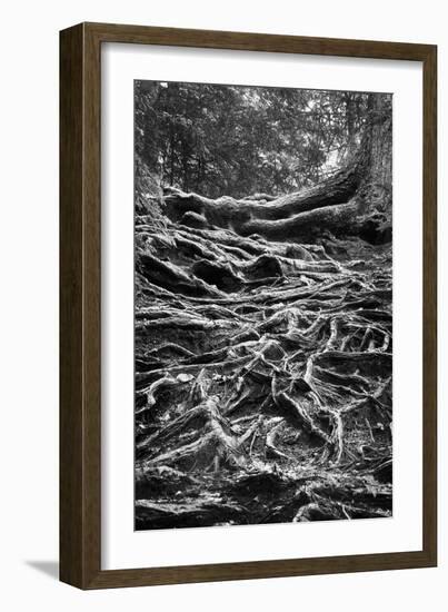 Well-Rooted-Brenda Petrella Photography LLC-Framed Giclee Print