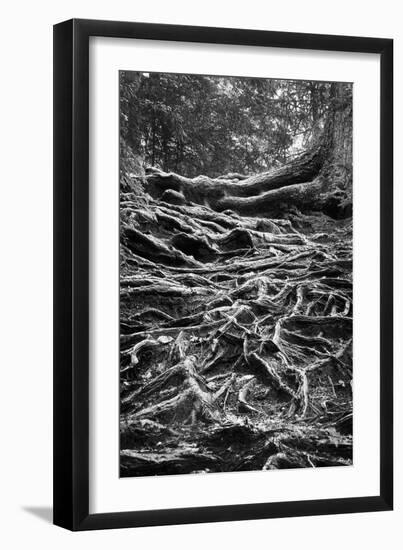 Well-Rooted-Brenda Petrella Photography LLC-Framed Giclee Print