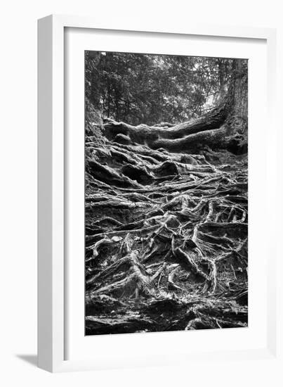 Well-Rooted-Brenda Petrella Photography LLC-Framed Giclee Print