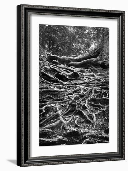 Well-Rooted-Brenda Petrella Photography LLC-Framed Giclee Print