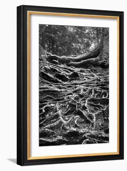 Well-Rooted-Brenda Petrella Photography LLC-Framed Giclee Print