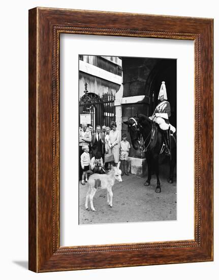 Wellington Barracks at Horse Guards, 1966-Alisdair Macdonald-Framed Photographic Print