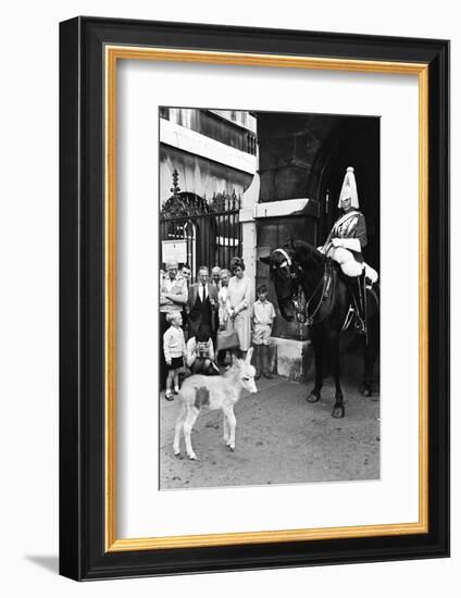 Wellington Barracks at Horse Guards, 1966-Alisdair Macdonald-Framed Photographic Print