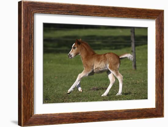 Welsh 034-Bob Langrish-Framed Photographic Print