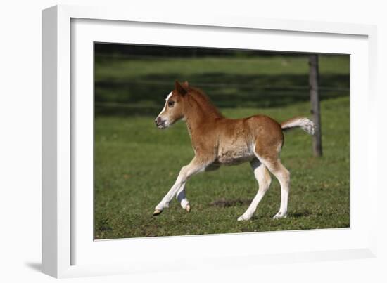 Welsh 034-Bob Langrish-Framed Photographic Print