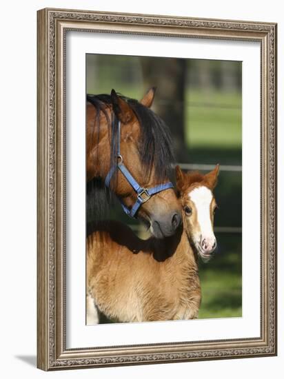 Welsh 035-Bob Langrish-Framed Photographic Print