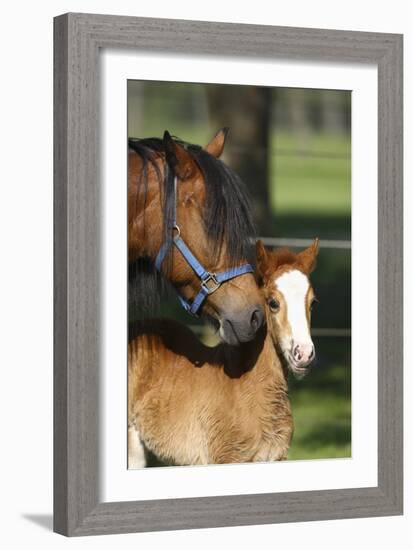 Welsh 035-Bob Langrish-Framed Photographic Print