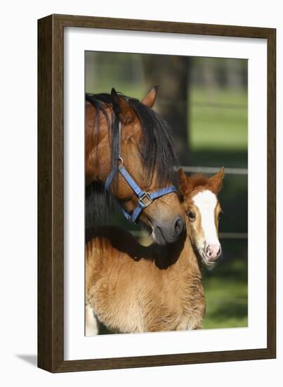 Welsh 035-Bob Langrish-Framed Photographic Print