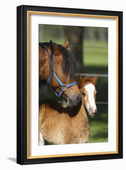 Welsh 035-Bob Langrish-Framed Photographic Print