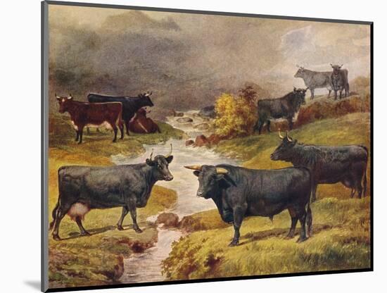 Welsh Black cattle, c1906 (c1910)-Unknown-Mounted Giclee Print
