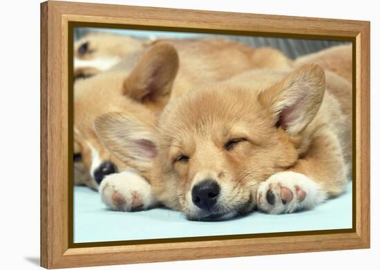 Welsh Corgi Dog (Pembroke), Close-Up Asleep-null-Framed Premier Image Canvas