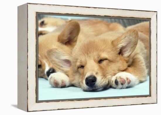 Welsh Corgi Dog (Pembroke), Close-Up Asleep-null-Framed Premier Image Canvas