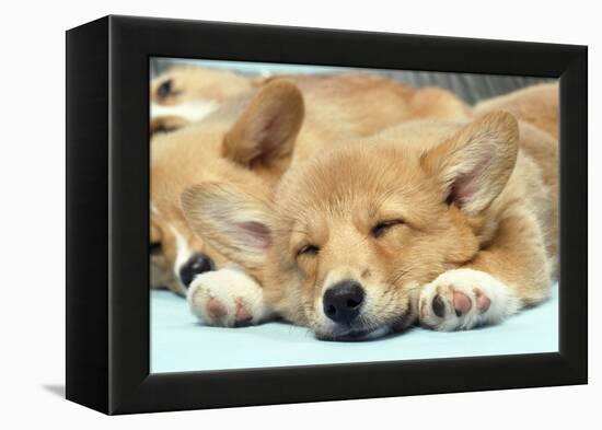 Welsh Corgi Dog (Pembroke), Close-Up Asleep-null-Framed Premier Image Canvas