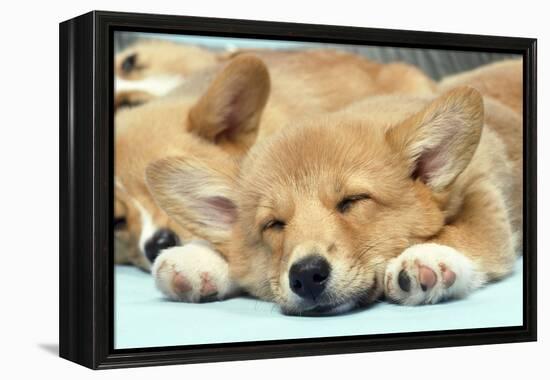 Welsh Corgi Dog (Pembroke), Close-Up Asleep-null-Framed Premier Image Canvas