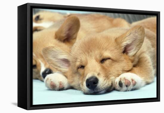 Welsh Corgi Dog (Pembroke), Close-Up Asleep-null-Framed Premier Image Canvas