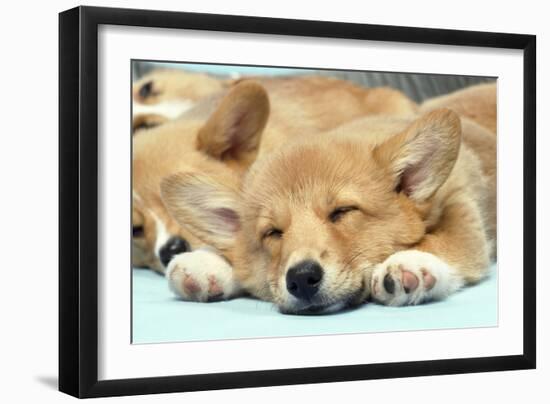 Welsh Corgi Dog (Pembroke), Close-Up Asleep-null-Framed Photographic Print