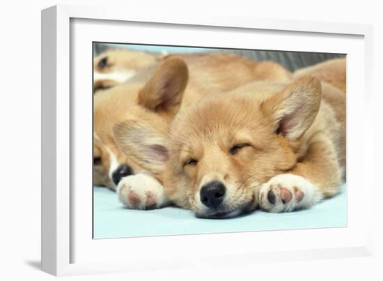 Welsh Corgi Dog (Pembroke), Close-Up Asleep-null-Framed Photographic Print