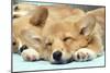 Welsh Corgi Dog (Pembroke), Close-Up Asleep-null-Mounted Photographic Print