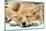 Welsh Corgi Dog (Pembroke), Close-Up Asleep-null-Mounted Photographic Print