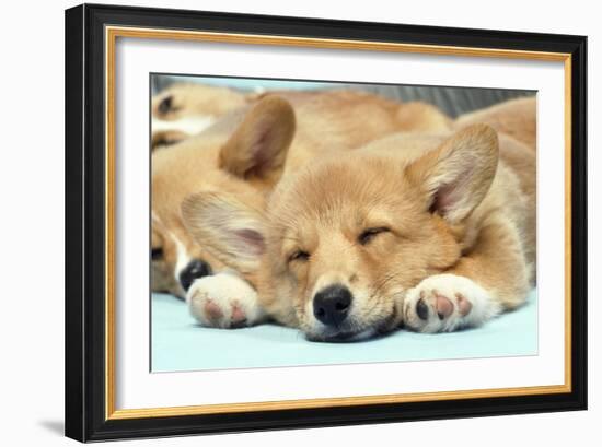 Welsh Corgi Dog (Pembroke), Close-Up Asleep-null-Framed Photographic Print